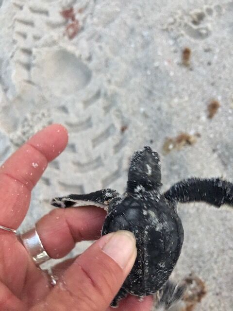 Turtle Day #4.jpg